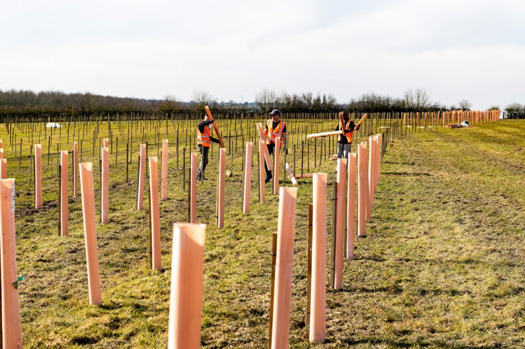 Tree planting at Drakes Wood, Denby